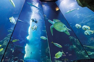 Aquarium with fish and turtle in the Haus des Meeres in Vienna